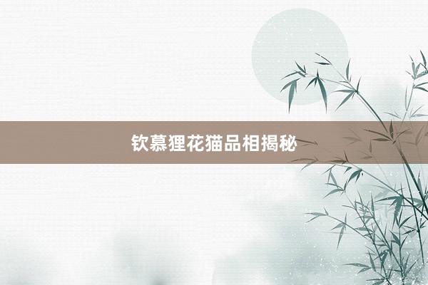 钦慕狸花猫品相揭秘